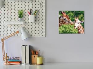 Obraz sklenený žirafy - 40 x 40 cm