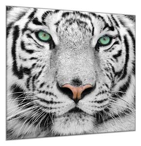 Obraz sklenený šelma hlava bieleho tigra - 40 x 40 cm