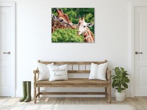 Obraz sklenený žirafy - 40 x 40 cm