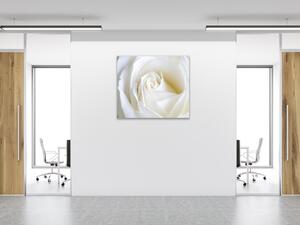 Obraz sklenený štvorcový detail kvetu bielej ruže - 34 x 34 cm