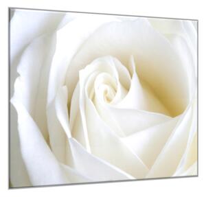 Obraz sklenený štvorcový detail kvetu bielej ruže - 40 x 40 cm