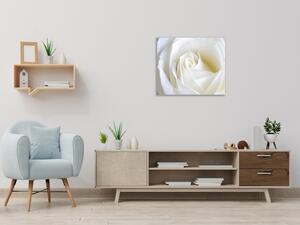 Obraz sklenený štvorcový detail kvetu bielej ruže - 34 x 34 cm