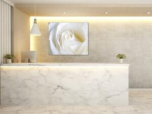 Obraz sklenený štvorcový detail kvetu bielej ruže - 40 x 40 cm