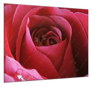 Obraz sklenený štvorcový detail kvetu červenej ruže - 55 x 55 cm