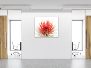 Obraz sklenený štvorcový kvety červeno biela chryzantéma - 40 x 40 cm