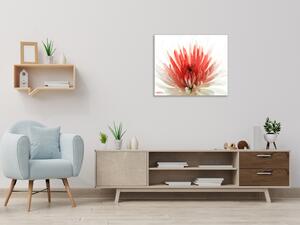 Obraz sklenený štvorcový kvety červeno biela chryzantéma - 55 x 55 cm