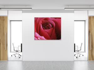 Obraz sklenený štvorcový detail kvetu červenej ruže - 40 x 40 cm