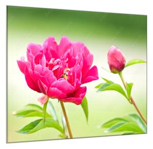 Obraz sklenený štvorcový kvety tmavo ružové pivonky - 40 x 40 cm