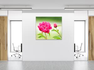 Obraz sklenený štvorcový kvety tmavo ružové pivonky - 34 x 34 cm