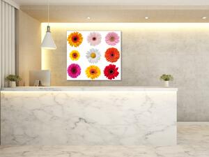 Obraz sklenený štvorcový farebné kvety gerber jednotlivo - 40 x 40 cm