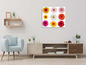 Obraz sklenený štvorcový farebné kvety gerber jednotlivo - 34 x 34 cm