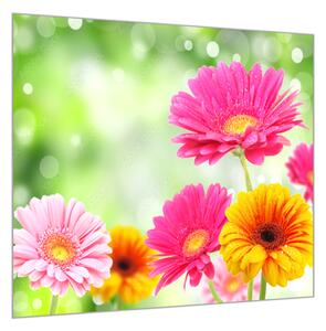Obraz sklenený štvorcový farebné kvety gerber - 50 x 50 cm