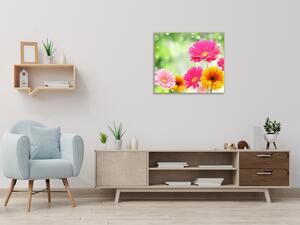Obraz sklenený štvorcový farebné kvety gerber - 40 x 40 cm