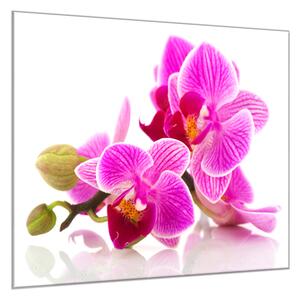 Obraz sklenený štvorcový puky a kvety ružové orchidey - 55 x 55 cm