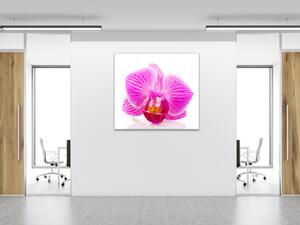 Obraz sklenený štvorcový kvet ružové orchidey - 60 x 60 cm