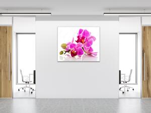 Obraz sklenený štvorcový puky a kvety ružové orchidey - 40 x 40 cm