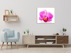 Obraz sklenený štvorcový kvet ružové orchidey - 40 x 40 cm