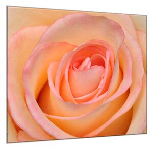 Obraz sklenený štvorcový detail kvetu čajovej ruže - 40 x 40 cm