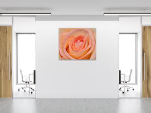 Obraz sklenený štvorcový detail kvetu čajovej ruže - 40 x 40 cm