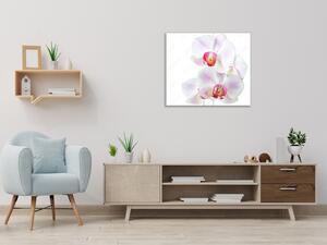 Obraz sklenený štvorcový kvety ružovo biela orchidea - 34 x 34 cm