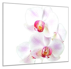 Obraz sklenený štvorcový kvety ružovo biela orchidea - 55 x 55 cm