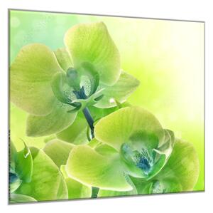 Obraz sklenený štvorcový kvet žlto zelená orchidea a tieň - 50 x 50 cm