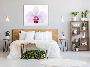 Obraz sklenený štvorcový veľký kvet orchidey - 40 x 40 cm