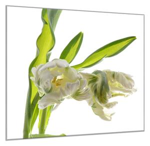 Obraz sklenený štvorcový exotický biely tulipán - 34 x 34 cm