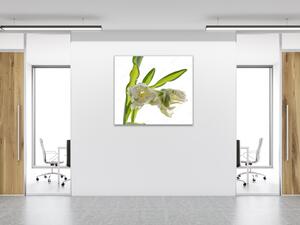 Obraz sklenený štvorcový exotický biely tulipán - 40 x 40 cm