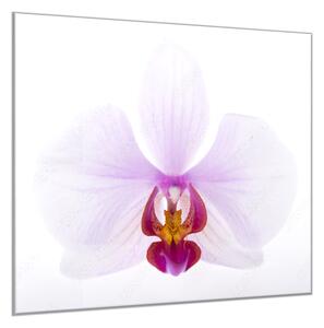 Obraz sklenený štvorcový veľký kvet orchidey - 50 x 50 cm
