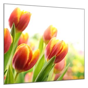 Obraz sklenený štvorcový červeno žlté tulipány - 34 x 34 cm