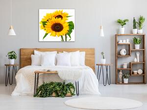 Obraz sklenený štvorcový tri kvety slnečnice - 40 x 40 cm