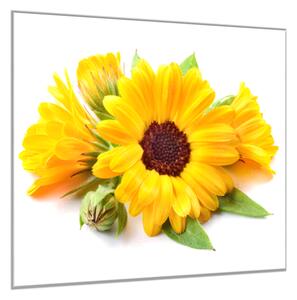 Obraz sklenený štvorcový kvet nechtík lekársky - 34 x 34 cm