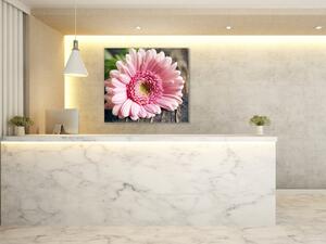 Obraz sklenený štvorcový kvet ružovej gerbery na dreve - 40 x 40 cm