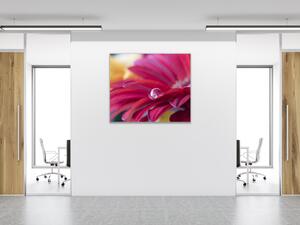 Obraz sklenený štvorcový detail kvet gerbery s rosou - 40 x 40 cm