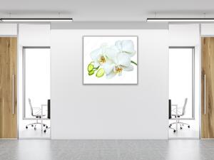 Obraz sklenený štvorcový biely kvet a puky orchidea - 40 x 40 cm