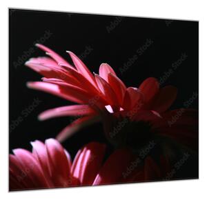 Obraz sklenený štvorcový kvet ružovej gerbery na čiernom podklade - 40 x 40 cm