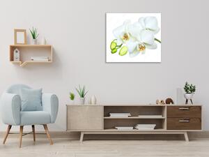 Obraz sklenený štvorcový biely kvet a puky orchidea - 34 x 34 cm