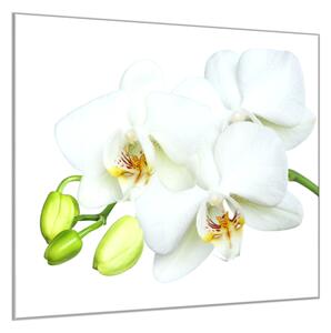 Obraz sklenený štvorcový biely kvet a puky orchidea - 55 x 55 cm