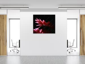 Obraz sklenený štvorcový kvet ružovej gerbery na čiernom podklade - 55 x 55 cm