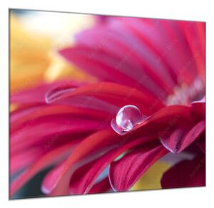 Obraz sklenený štvorcový detail kvet gerbery s rosou - 34 x 34 cm