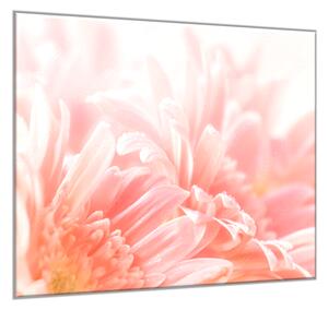 Obraz sklenený štvorcový detail kvetu ružovej gerbery - 55 x 55 cm