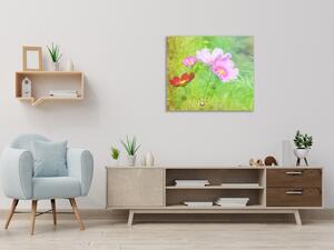 Obraz sklenený štvorcový kvety ružových margaréty na lúke - 50 x 50 cm