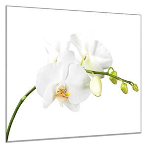 Obraz sklenený štvorcový kvet biele orchidey na stonke - 40 x 40 cm