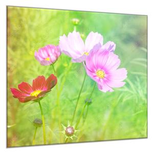 Obraz sklenený štvorcový kvety ružových margaréty na lúke - 40 x 40 cm