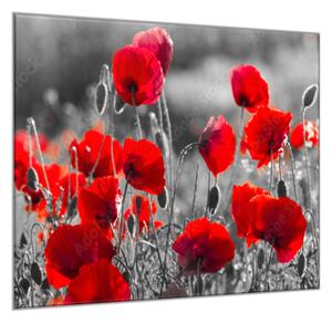 Obraz sklenený štvorcový červené kvety vlčieho maku na šedom - 55 x 55 cm