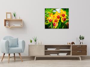 Obraz sklenený štvorcový žltý kvet orchidey v záhrade - 55 x 55 cm