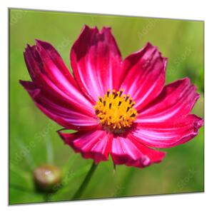Obraz sklenený štvorcový kvet červené margaréty - 40 x 40 cm