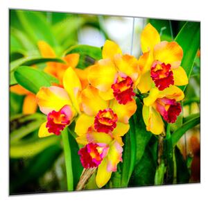 Obraz sklenený štvorcový žltý kvet orchidey v záhrade - 40 x 40 cm