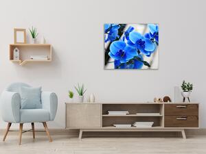 Obraz sklenený štvorcový kvety modrej orchidey - 50 x 50 cm
